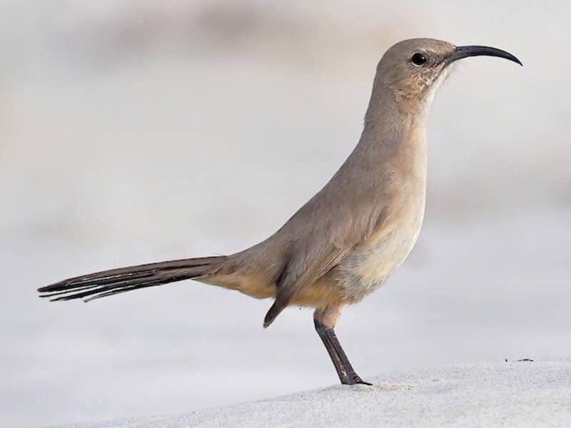 LeConte's Thrasher