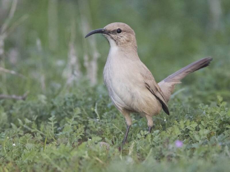 LeConte's Thrasher, Photos 3