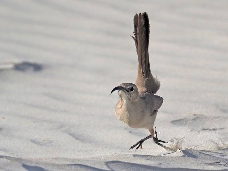 LeConte's Thrasher, Photos 2