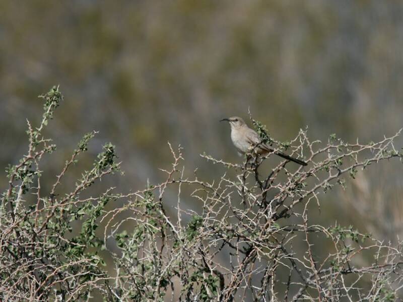 LeConte's Thrasher, Photos 4