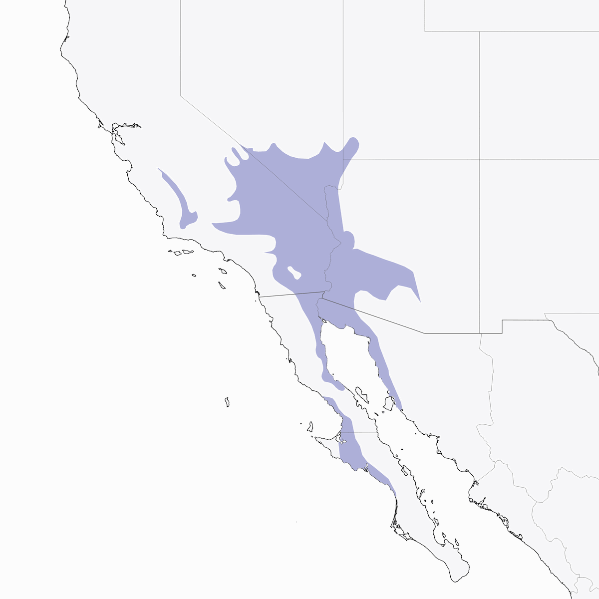 LeConte's Thrasher, Distribution 1