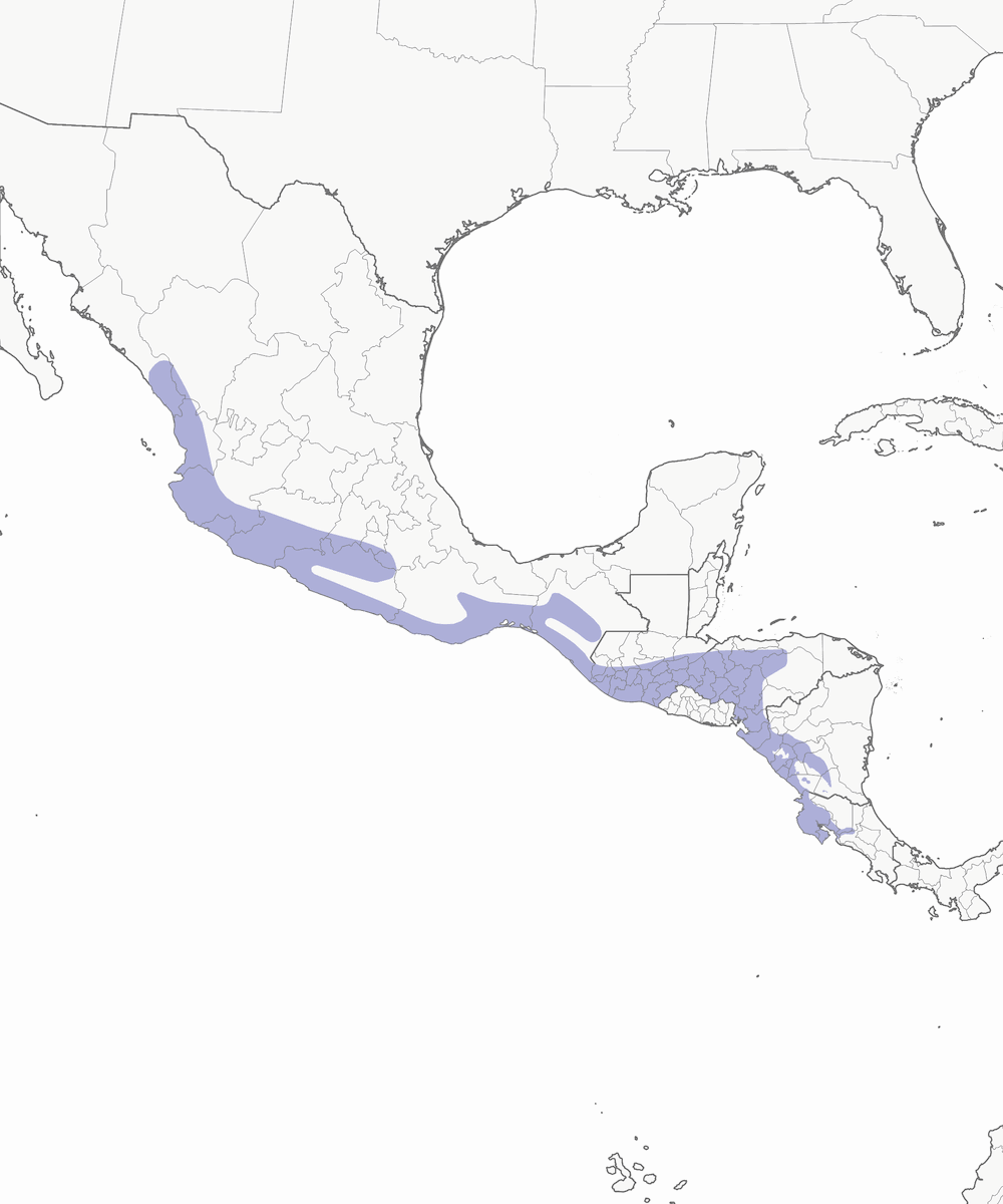 Cuco Terrestre Menor, Distribución 1