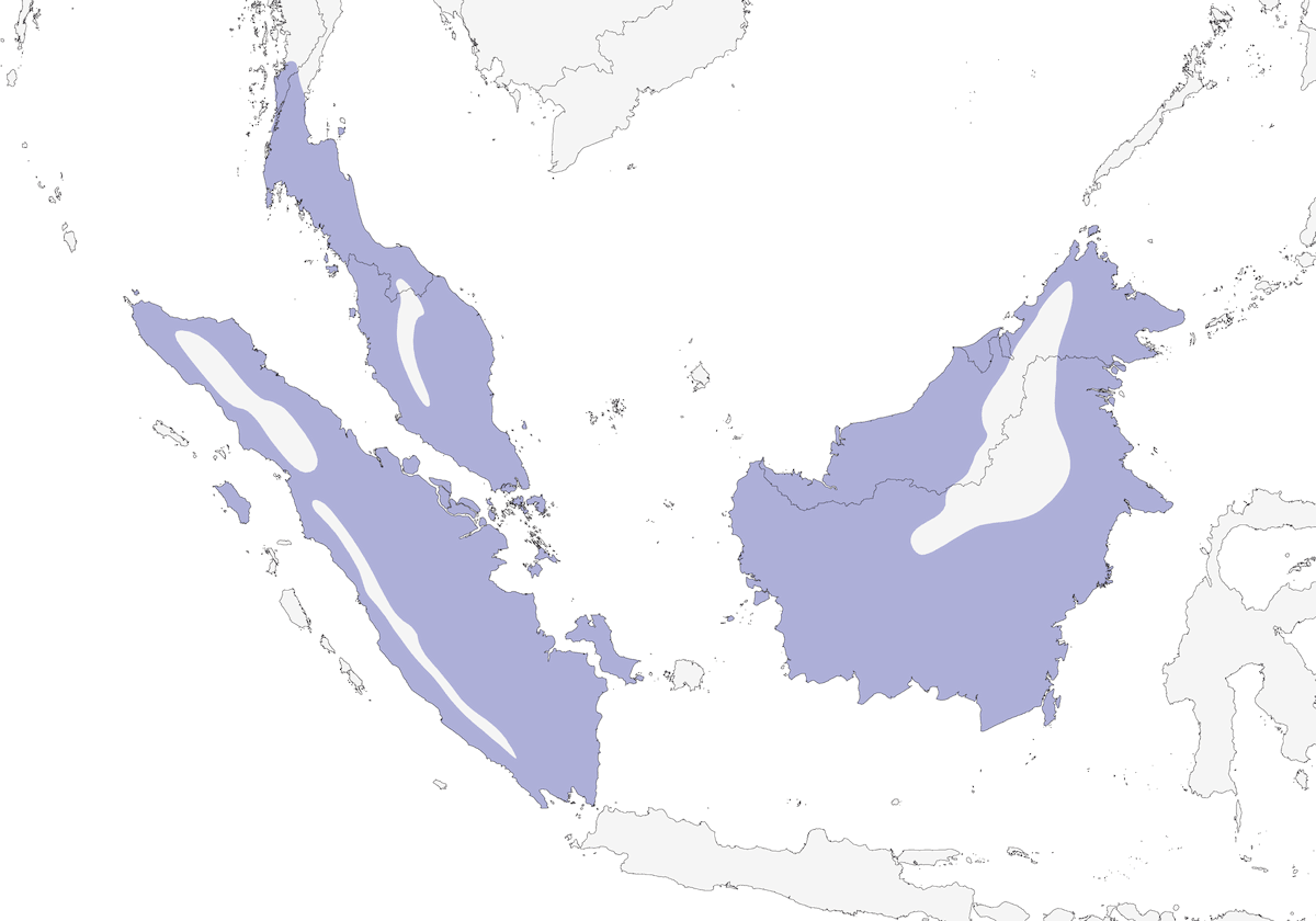 Cloropsis menor, Distribución 1