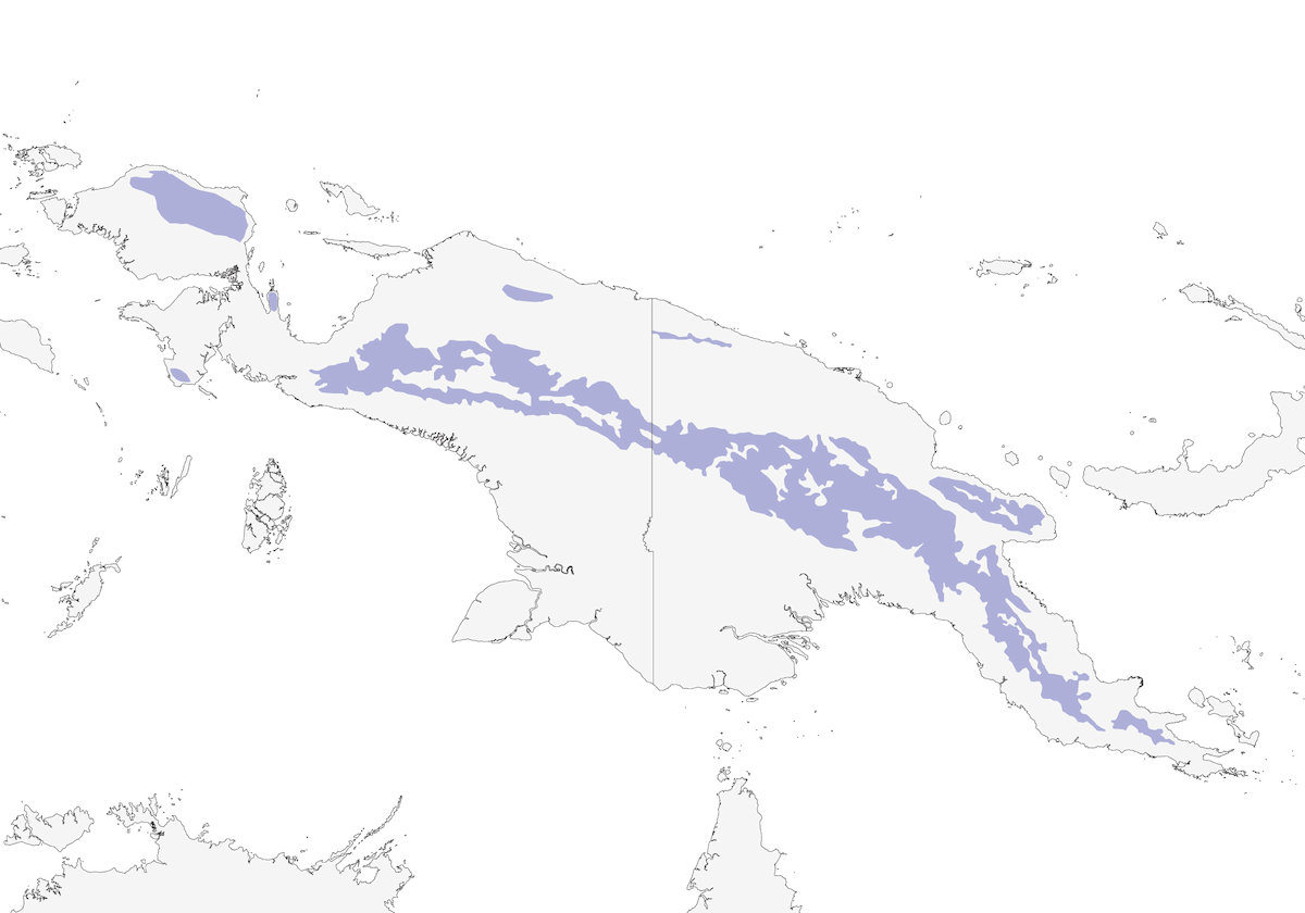 Petirrojo terrestre menor, Distribución 1