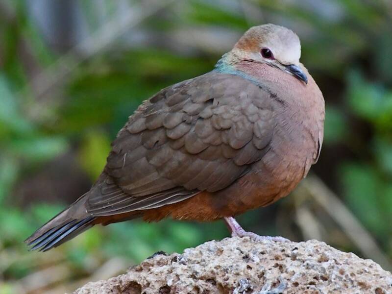 Lemon Dove, Photos 2