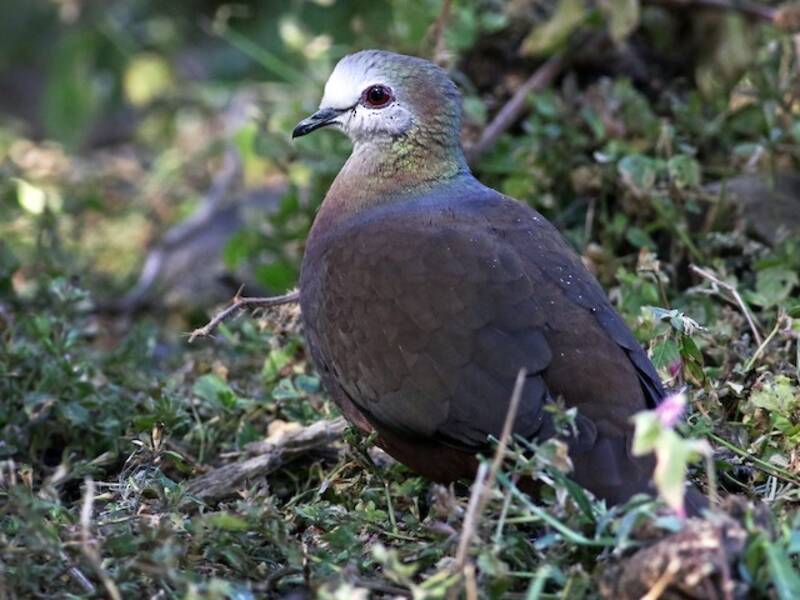 Lemon Dove, Photos 3