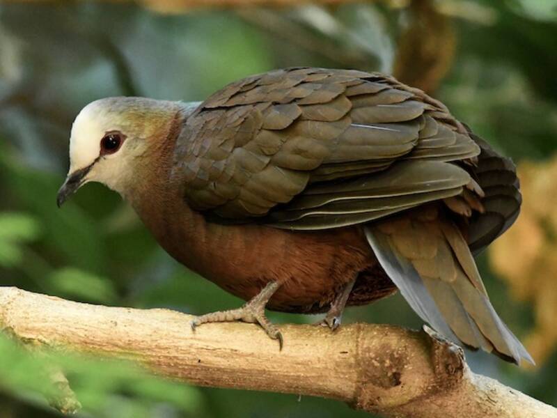 Lemon Dove, Photos 4