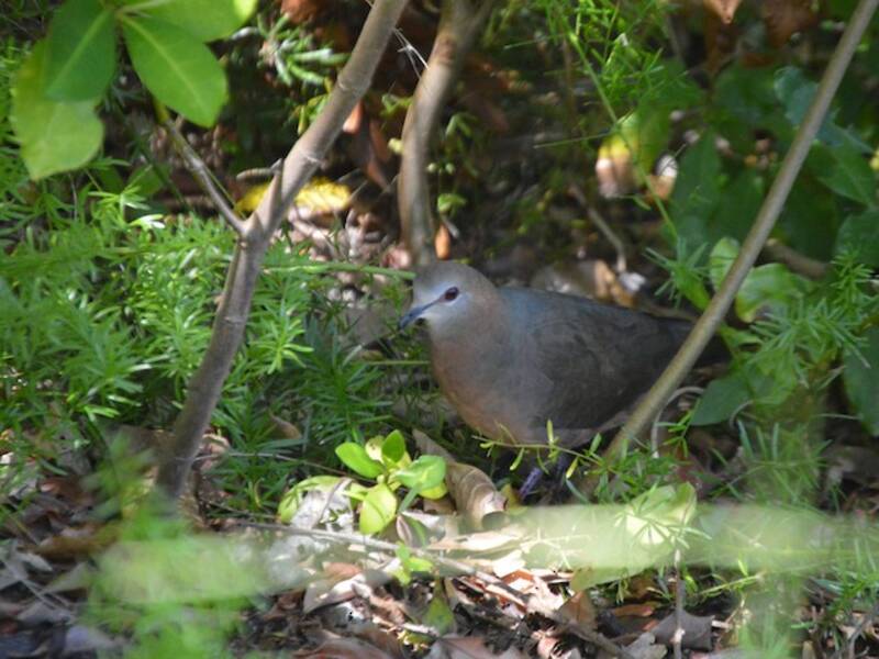 Lemon Dove