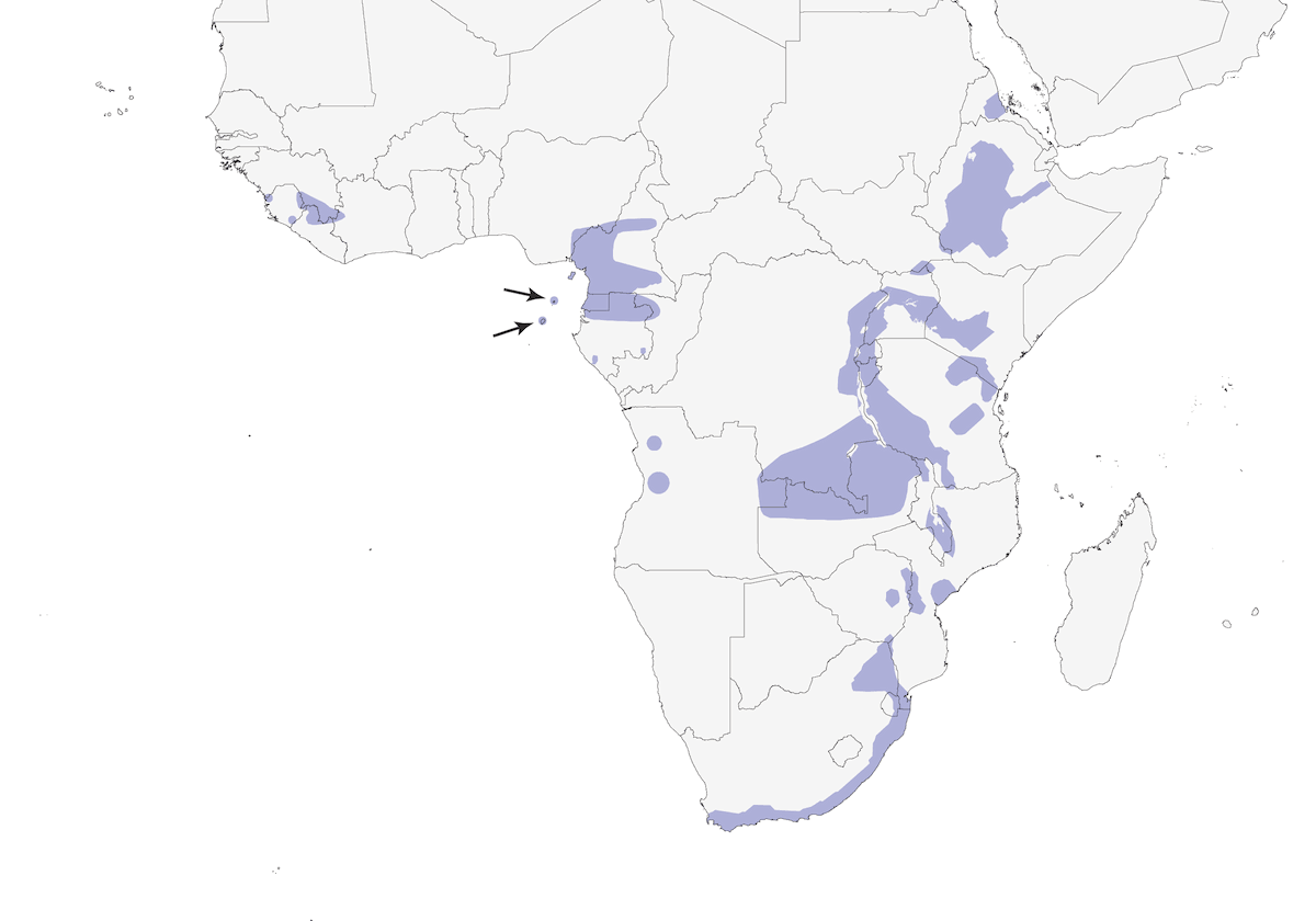 Lemon Dove, Distribution 1