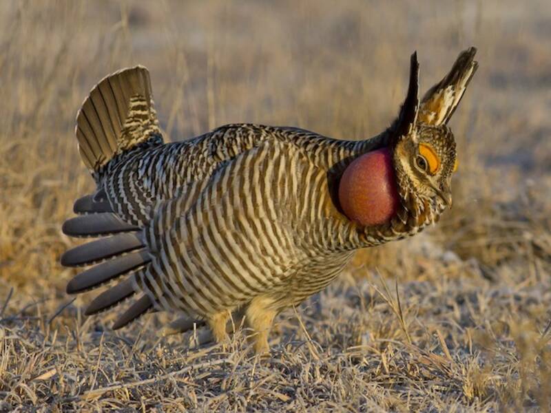 Lesser Prairie-Chicken, Photos 4