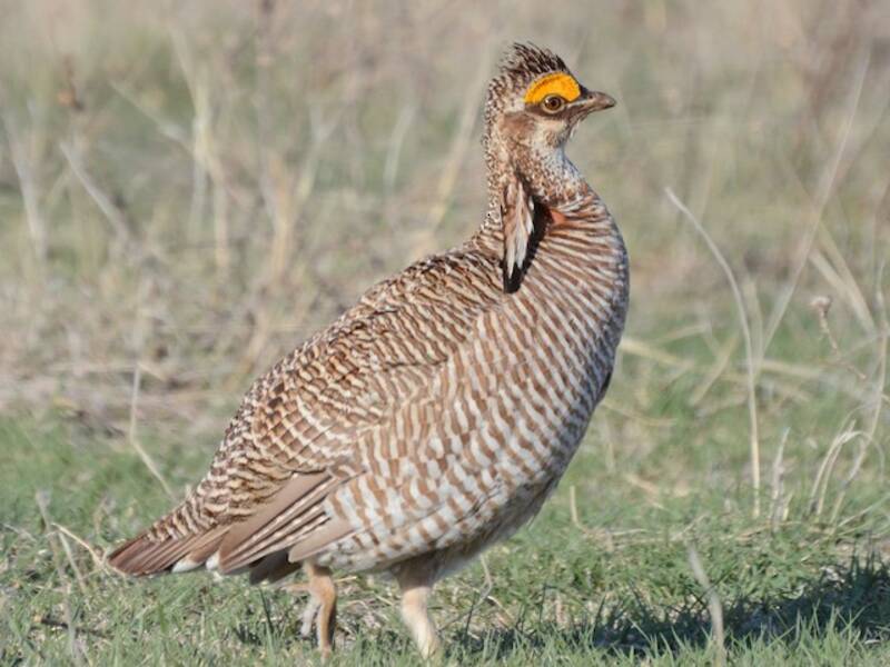 Lesser Prairie-Chicken, Photos 3