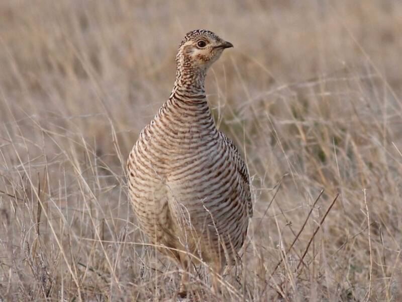 Lesser Prairie-Chicken, Photos 2