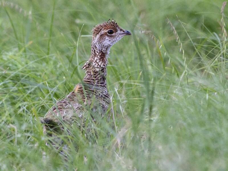 Gallina della prateria minore