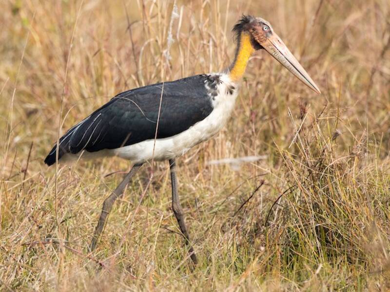 Lesser Adjutant, 照片 4