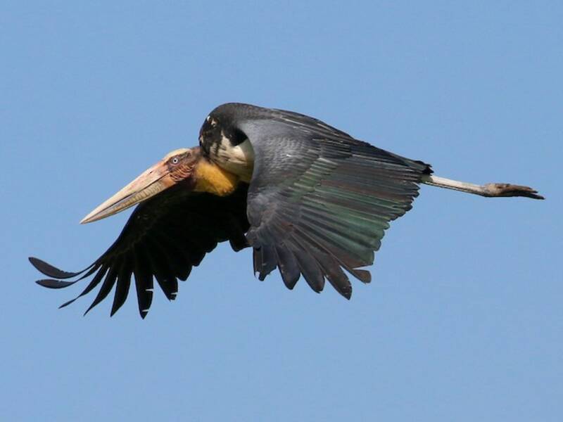 Lesser Adjutant, 照片 3