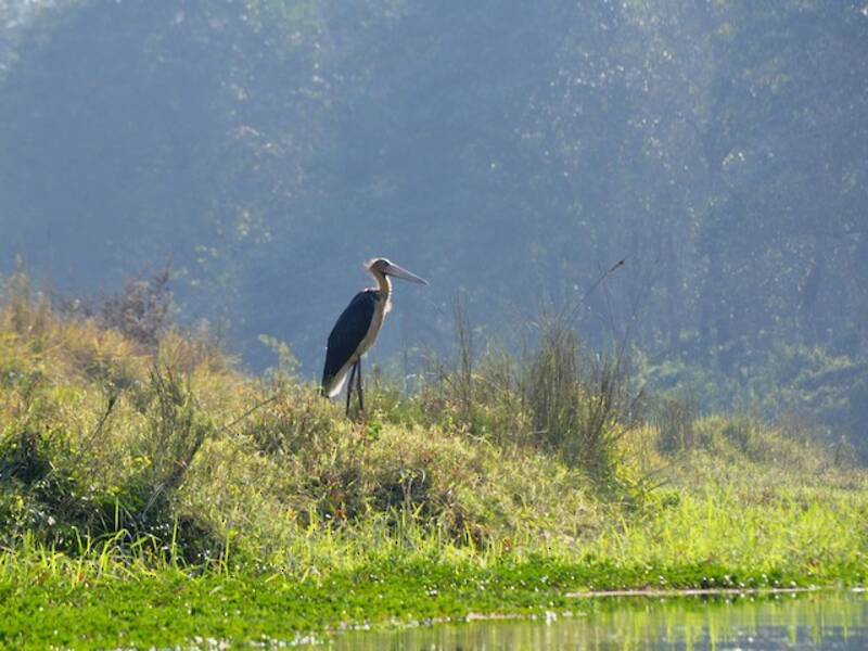 Lesser Adjutant (Leptoptilos javanicus)