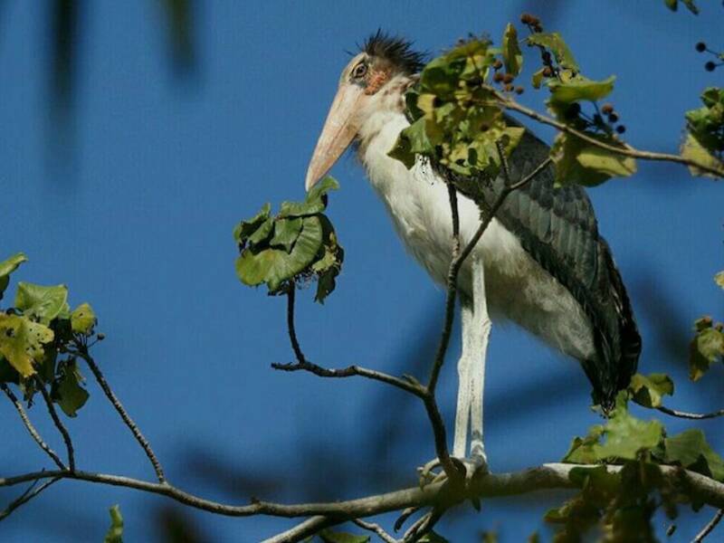 Lesser Adjutant, 照片 2
