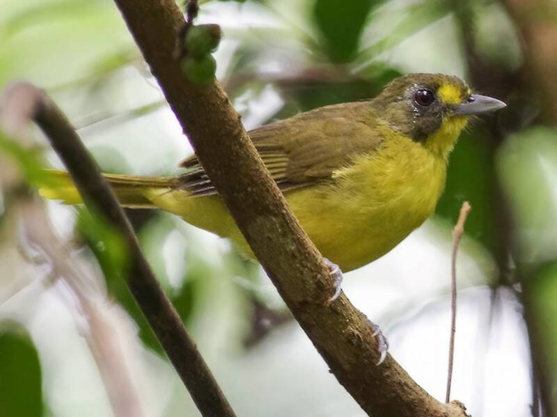Yellow-lored Bristlebill, 照片 2