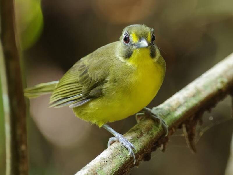 Yellow-lored Bristlebill, 照片 4