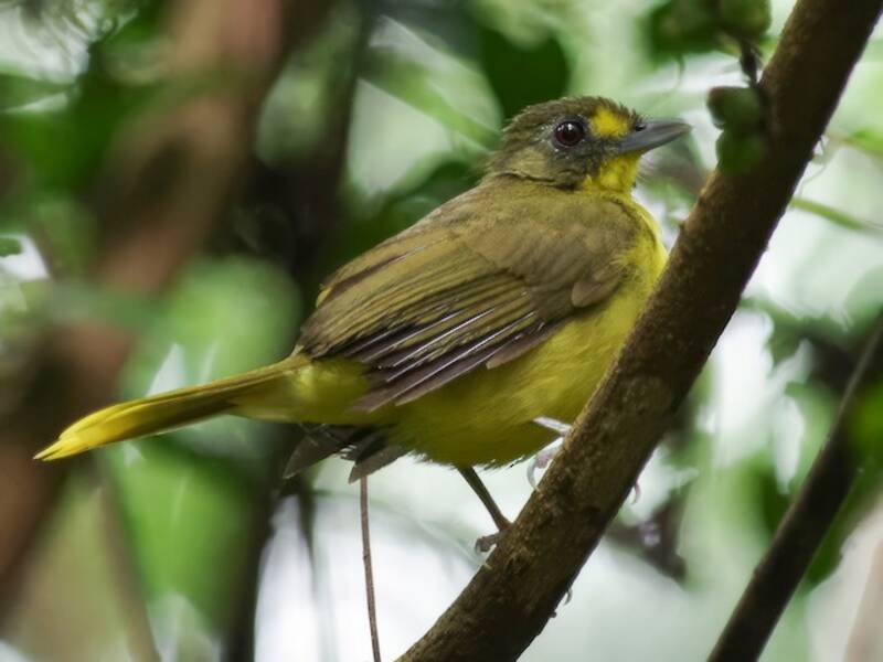 Yellow-lored Bristlebill, 照片 3