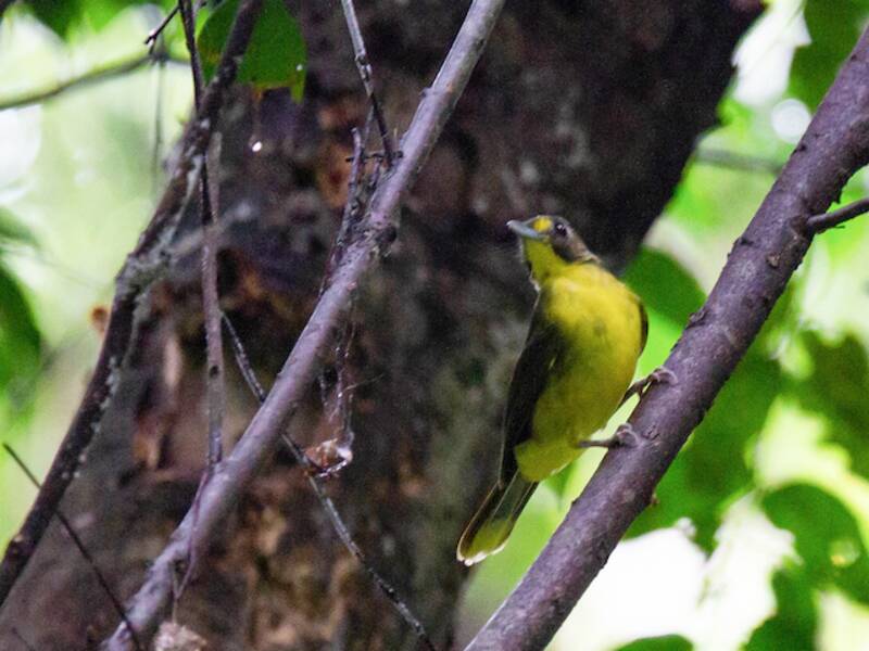 Yellow-lored Bristlebill