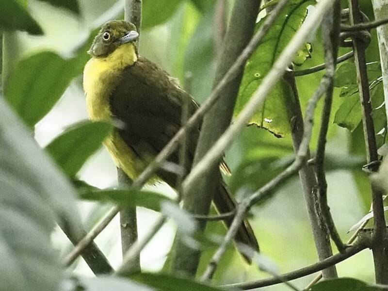 Blédula de Ojo Amarillo