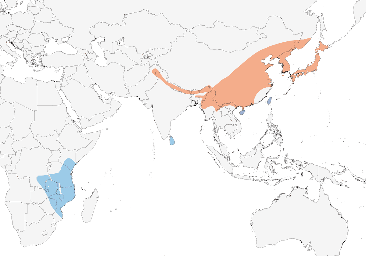 Cuculo minore, Distribuzione 1