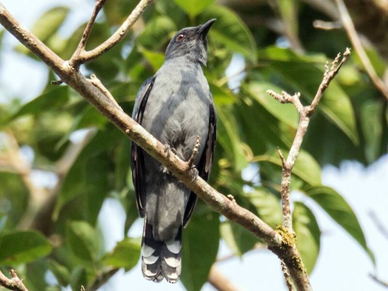 Lesser Cuckooshrike, Photos 3