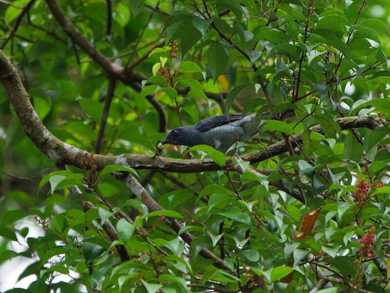 Lesser Cuckooshrike, Photos 4