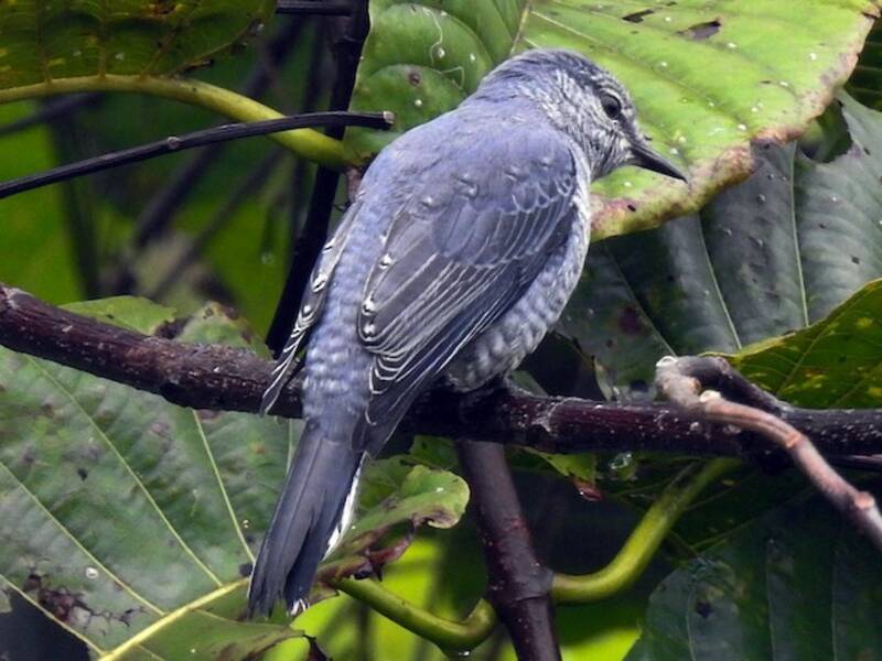Lesser Cuckooshrike, Photos 2