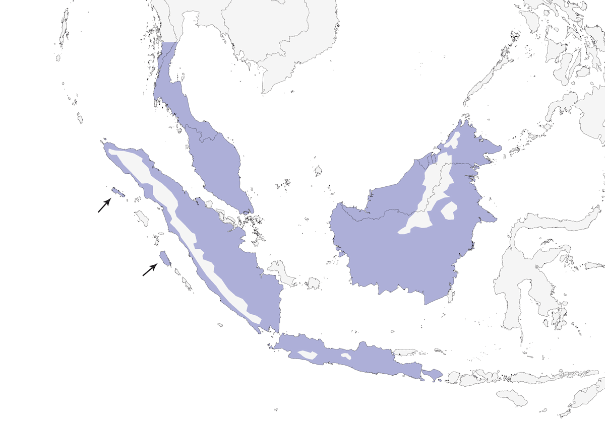 Lesser Cuckooshrike, Distribution 1