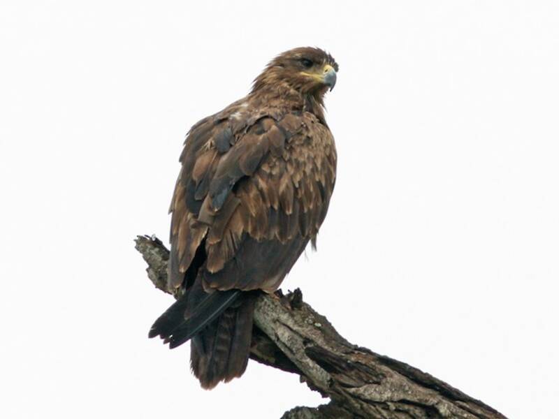 Schreiadler, Fotos 3