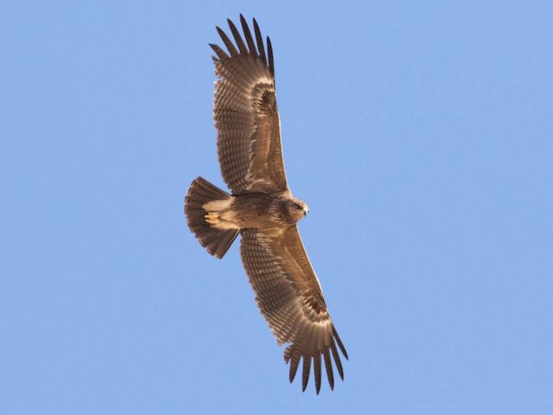 Schreiadler, Fotos 4