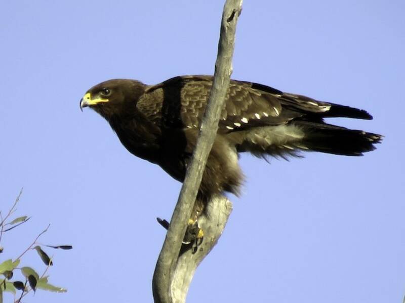 Schreiadler