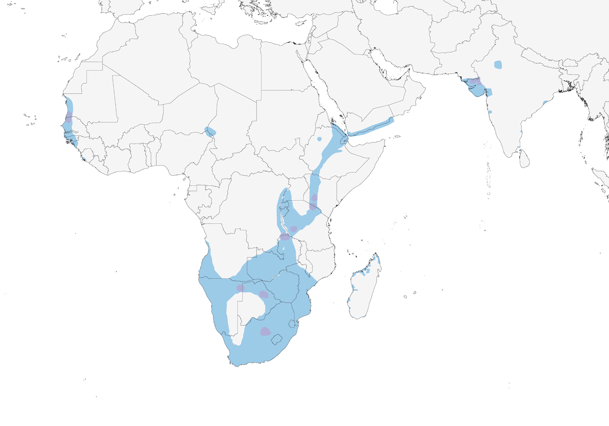 Fenicottero minore, Distribuzione 1