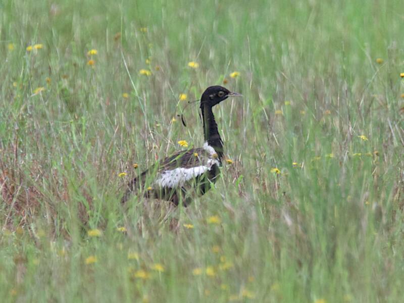 Florican minore