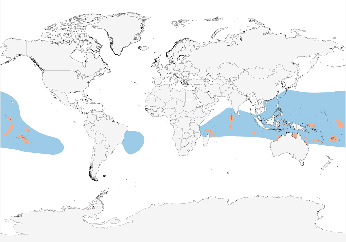 Fregata minore, Distribuzione 1