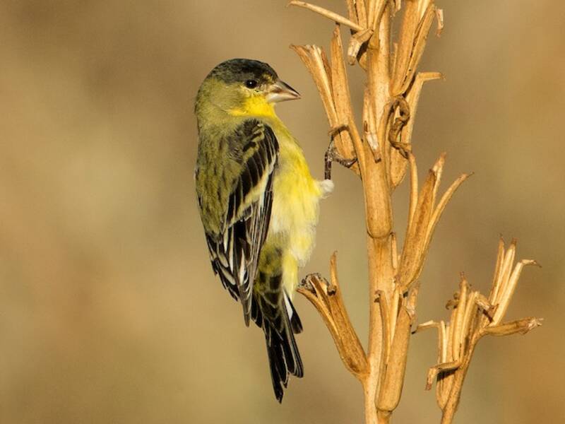 Cardellino minore - Spinus psaltria