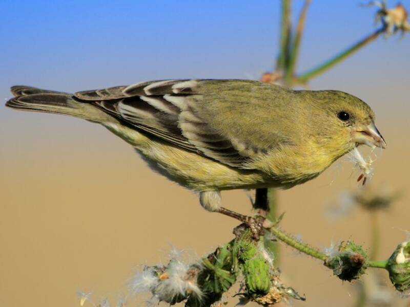 Cardellino minore, Foto 3