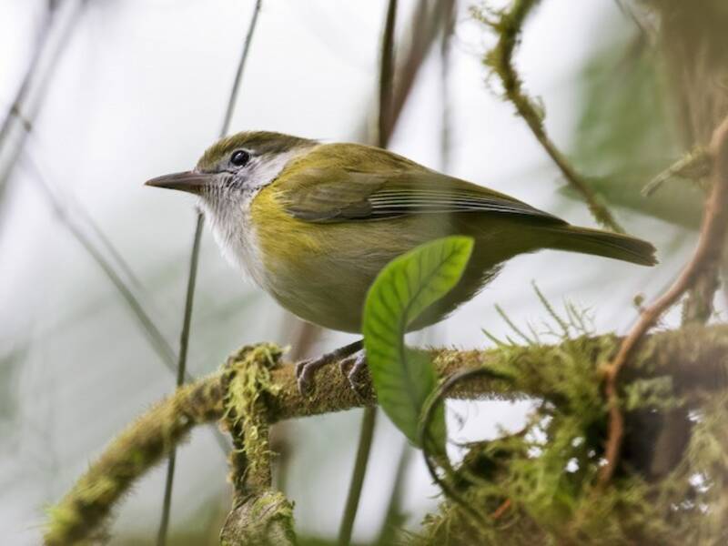 Kleinvireo, Fotos 3