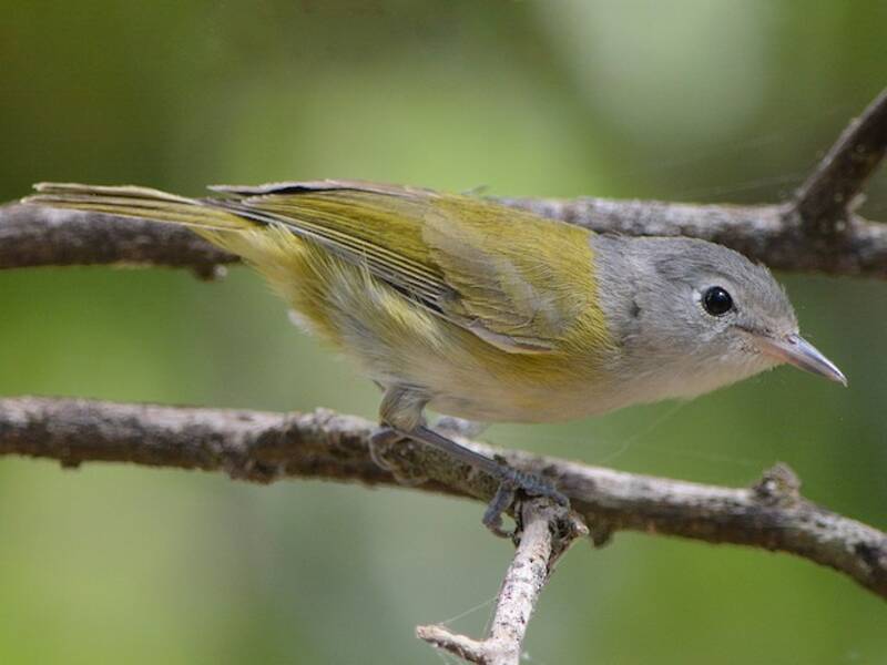 Kleinvireo, Fotos 2