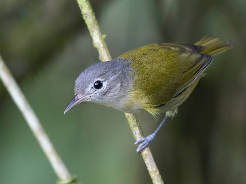 Kleinvireo, Fotos 4