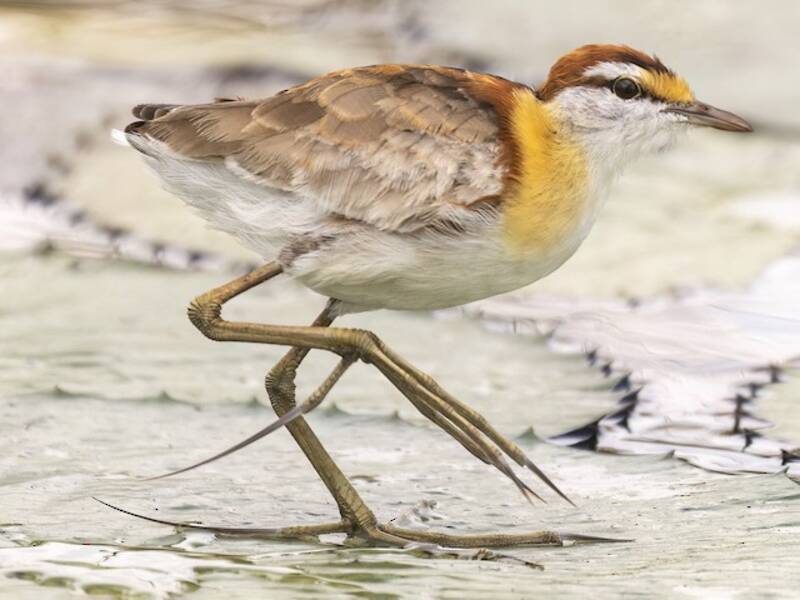 Jacana nain, Photos 3