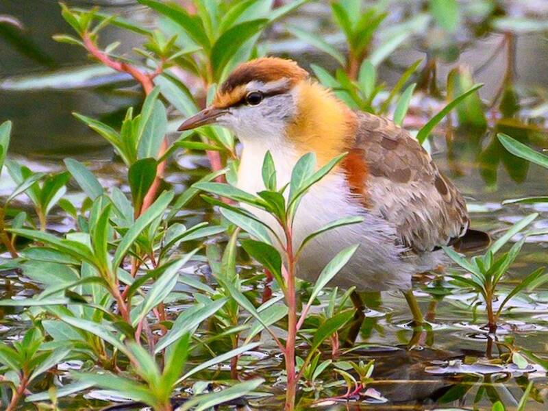 Jacana nain, Photos 4