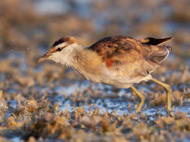 Jacana nain - Microparra capensis