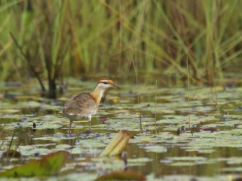 Jacana nain, Photos 2