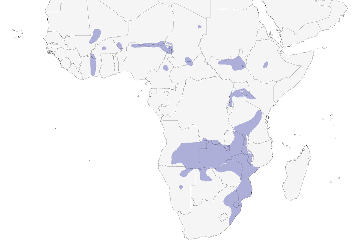 Jacana nain, Distribution 1