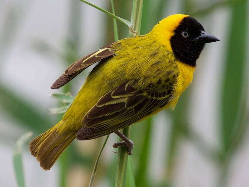 Lesser Masked-Weaver, 照片 2