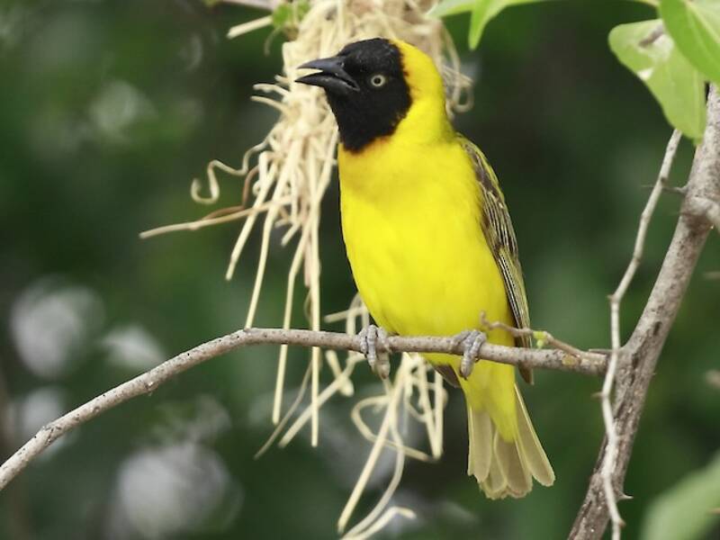 Lesser Masked-Weaver, 照片 4