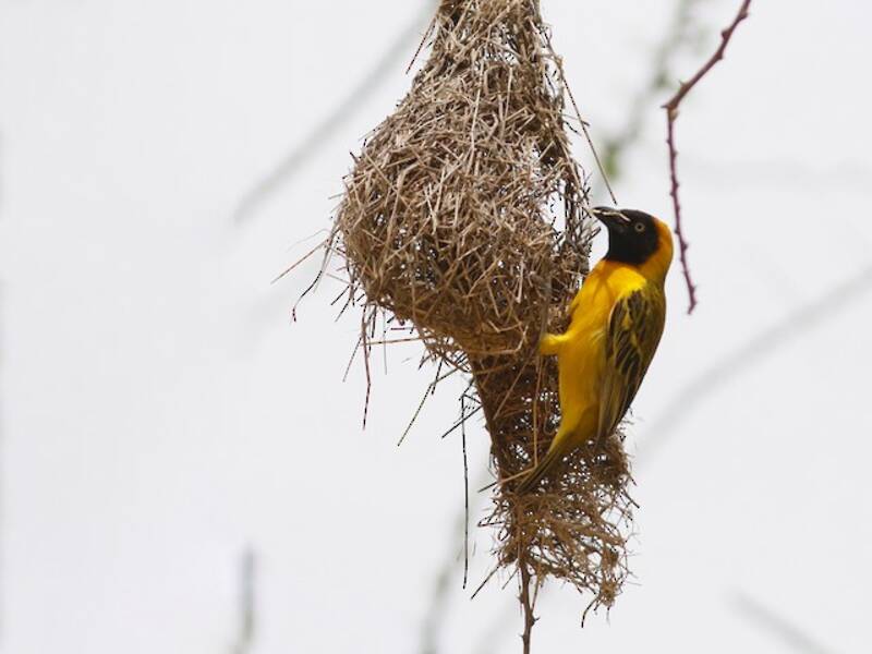 Lesser Masked-Weaver